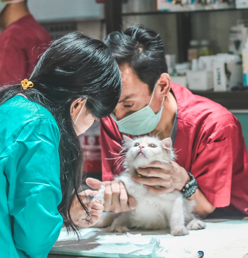 GustaVet | Small Animal Clinic