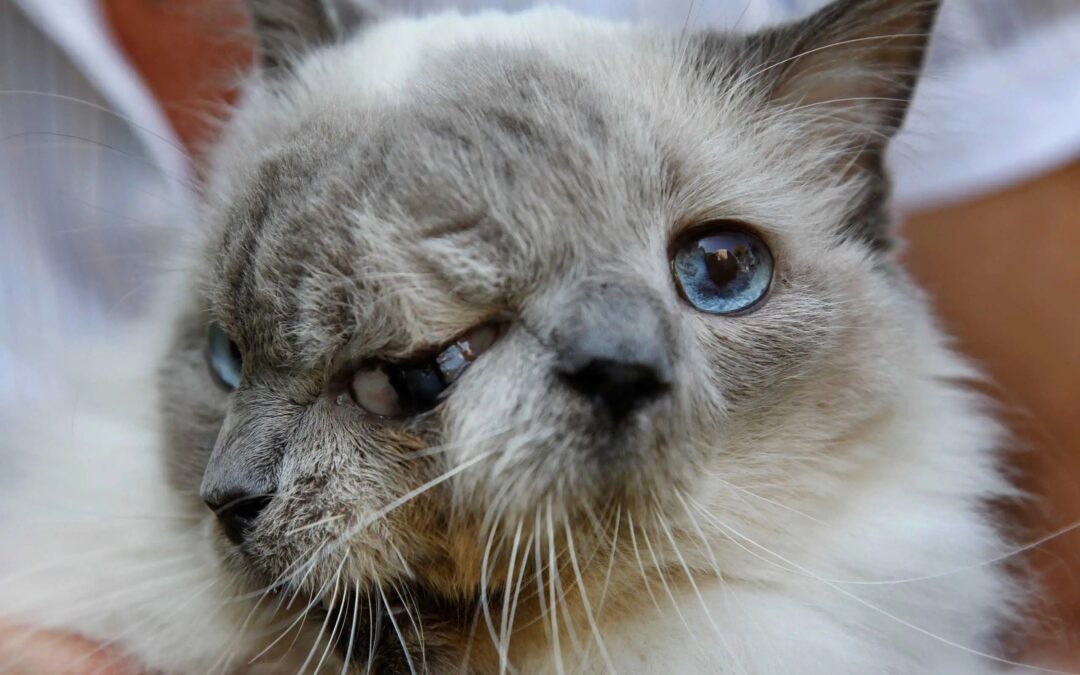 Kucing Bermuka Dua yang Berhasil Hidup Belasan Tahun