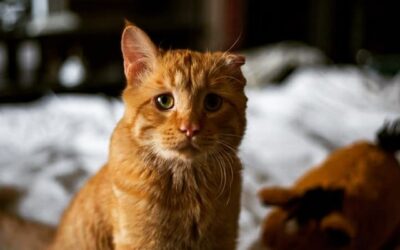 Kisah Kucing dengan Wajah Tersedih di Dunia, Tinggal 1 Hari Lagi Disuntik Mati