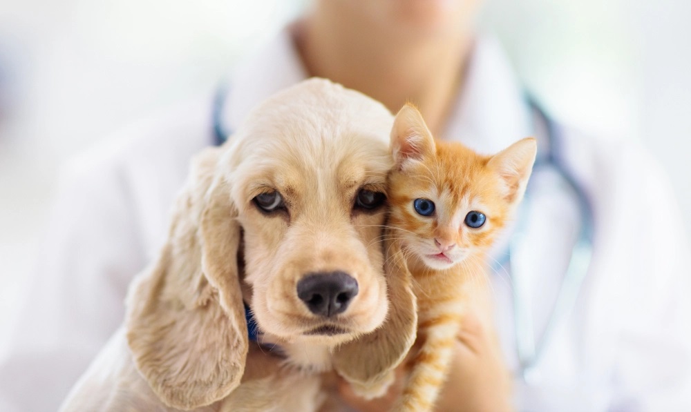 10 Alasan Teratas Kenapa Anjing dan Kucingmu Datang ke Klinik, Ternyata Sering Kena Ini