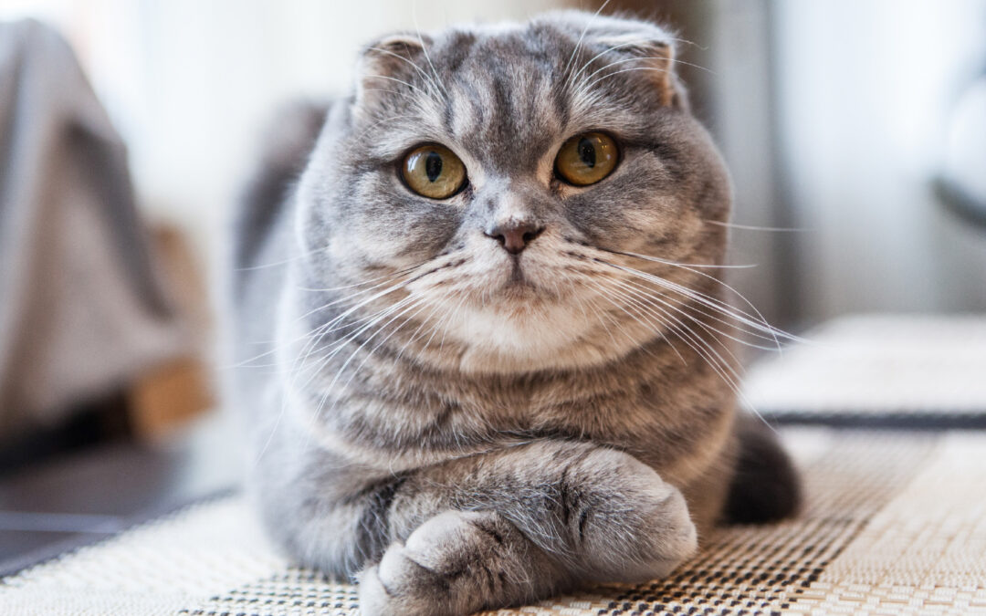 Alasan Kucing Scottish Fold Kupingnya Turun, Ternyata Genetiknya Kontroversial!