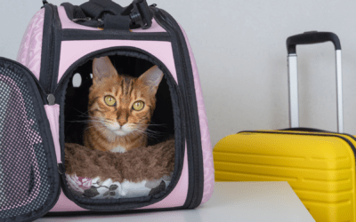 5 Cara Agar Kucing Tidak Stres saat Dibawa ke Dokter Hewan