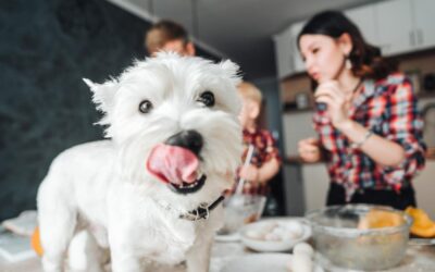 Berapa Kebutuhan Makanan Anjing Kamu per Hari Agar Tetap “Langsing”? (Dalam Kalori)
