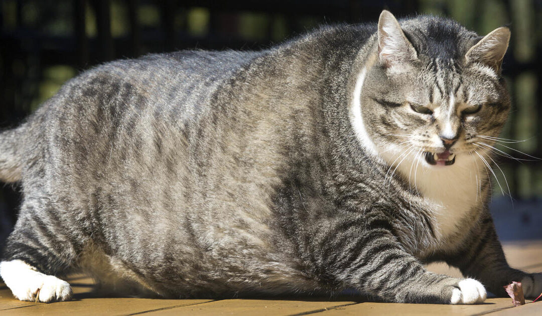 Kenapa Kucing Setelah Steril jadi Gendut?