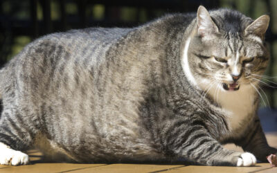 Kenapa Kucing Setelah Steril jadi Gendut?